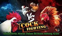 Apit Asor Dalam Sabung Ayam